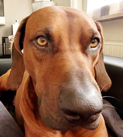 Rhodesian Ridgeback-Beitrag-Bild