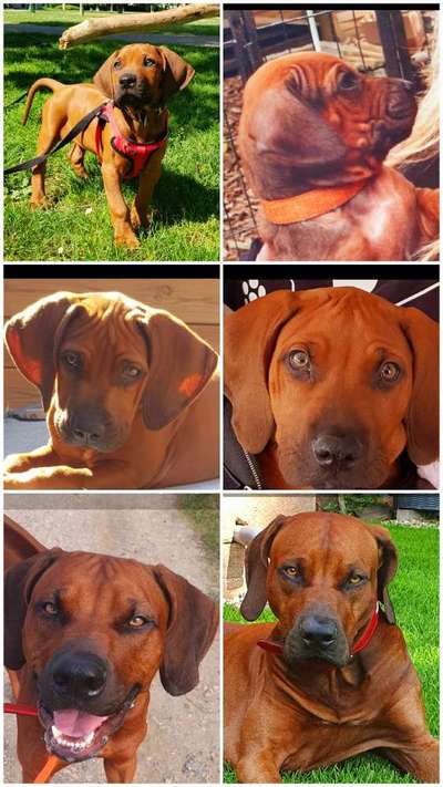 Rhodesian Ridgeback-Beitrag-Bild