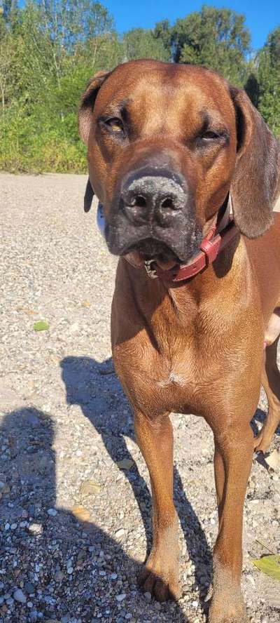 Rhodesian Ridgeback-Beitrag-Bild