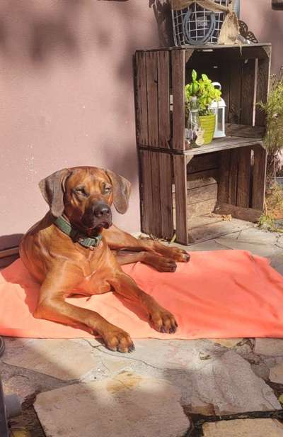 Rhodesian Ridgeback-Beitrag-Bild