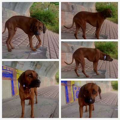 Rhodesian Ridgeback-Beitrag-Bild