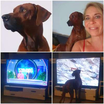 Rhodesian Ridgeback-Beitrag-Bild