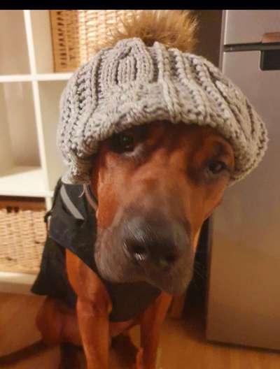 Rhodesian Ridgeback-Beitrag-Bild