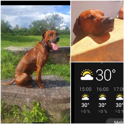 Rhodesian Ridgeback-Beitrag-Bild