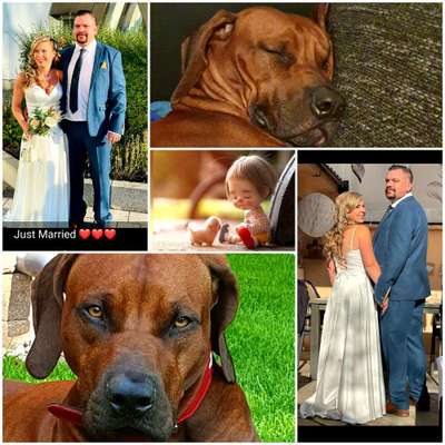 Rhodesian Ridgeback-Beitrag-Bild