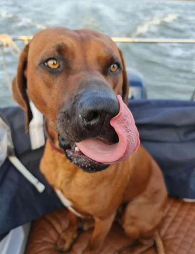 Rhodesian Ridgeback-Beitrag-Bild