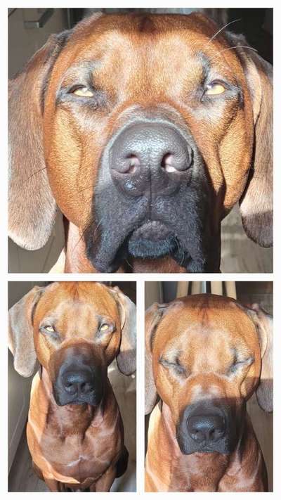Rhodesian Ridgeback-Beitrag-Bild