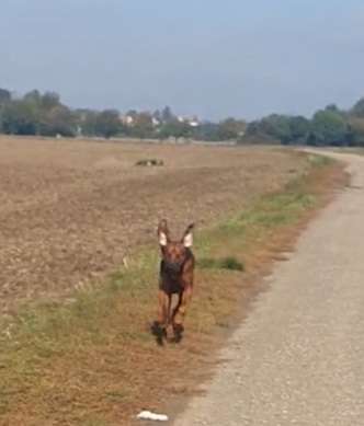 Rhodesian Ridgeback-Beitrag-Bild