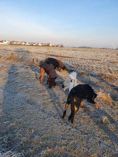Rhodesian Ridgeback-Beitrag-Bild
