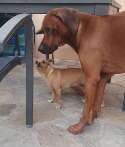 Rhodesian Ridgeback-Beitrag-Bild