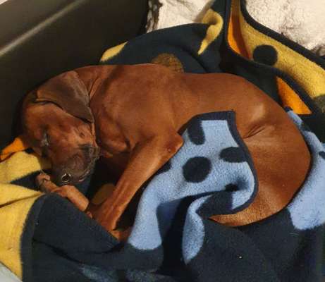 Rhodesian Ridgeback-Beitrag-Bild