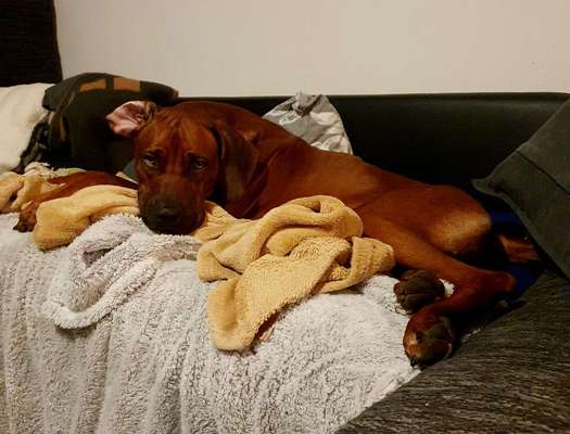 Rhodesian Ridgeback-Beitrag-Bild