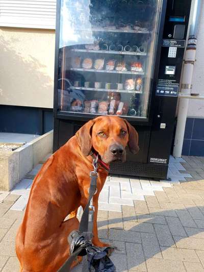 Rhodesian Ridgeback-Beitrag-Bild