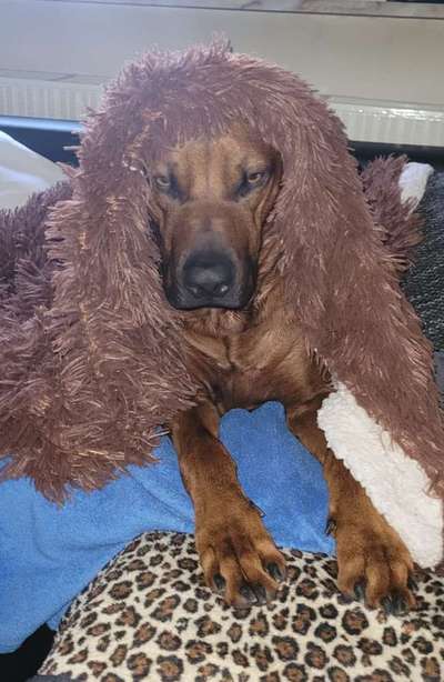 Rhodesian Ridgeback-Beitrag-Bild