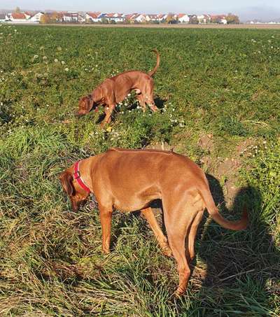 Rhodesian Ridgeback-Beitrag-Bild