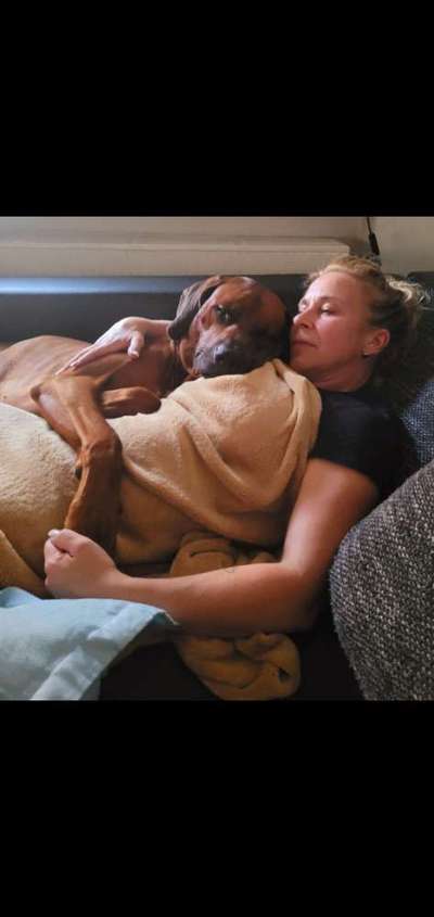 Rhodesian Ridgeback-Beitrag-Bild