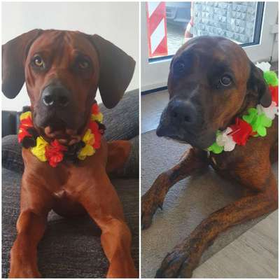 Rhodesian Ridgeback-Beitrag-Bild