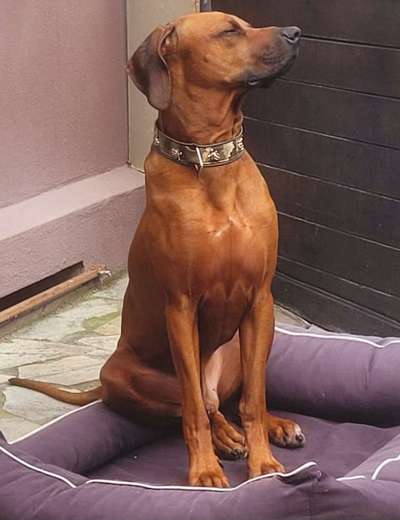 Rhodesian Ridgeback-Beitrag-Bild