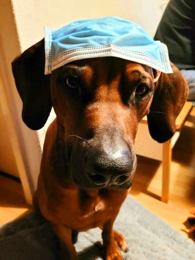 Rhodesian Ridgeback-Beitrag-Bild