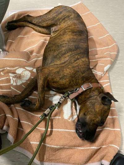 Rhodesian Ridgeback-Beitrag-Bild