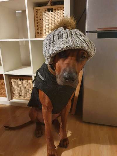 Rhodesian Ridgeback-Beitrag-Bild