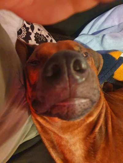 Rhodesian Ridgeback-Beitrag-Bild