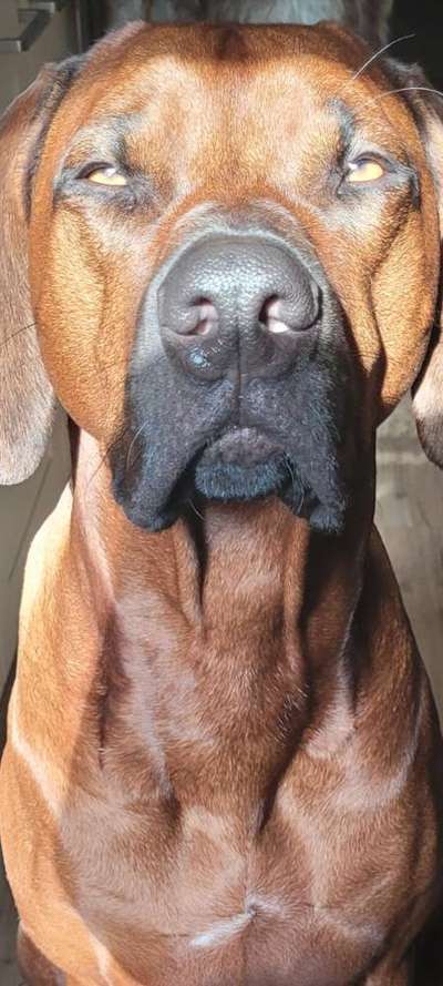 Rhodesian Ridgeback-Beitrag-Bild