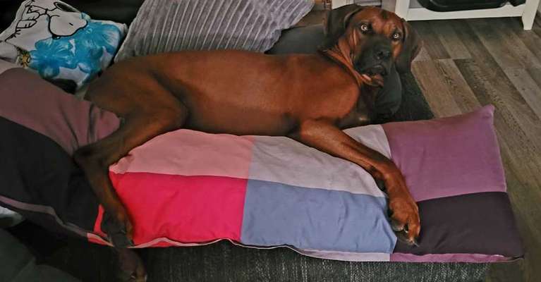 Rhodesian Ridgeback-Beitrag-Bild