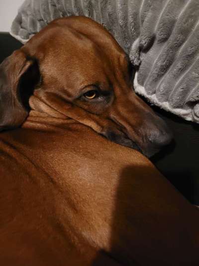 Rhodesian Ridgeback-Beitrag-Bild