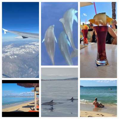 Rhodesian Ridgeback-Beitrag-Bild