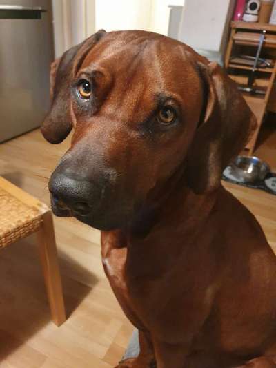 Die besten Hundeblicke 🐾❤️-Beitrag-Bild