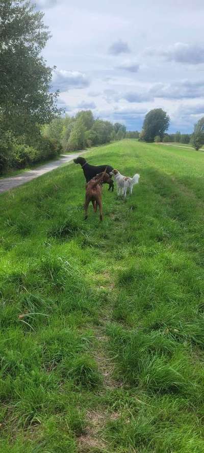 Rhodesian Ridgeback-Beitrag-Bild