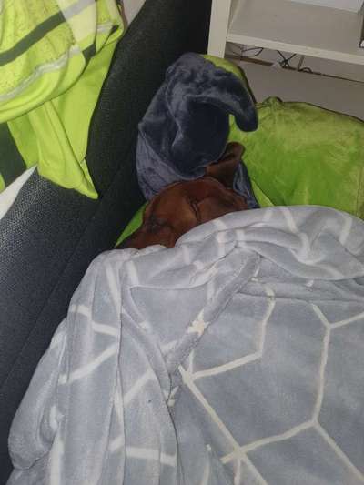 Rhodesian Ridgeback-Beitrag-Bild