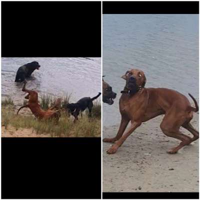 Rhodesian Ridgeback-Beitrag-Bild