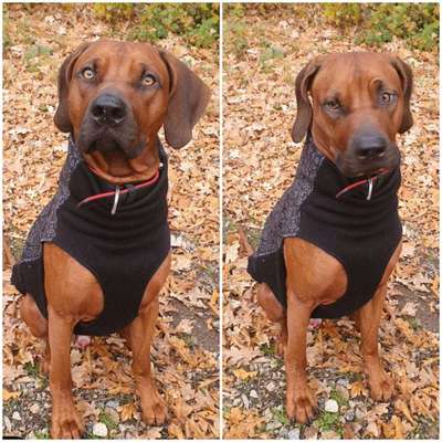 Rhodesian Ridgeback-Beitrag-Bild