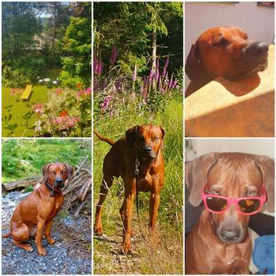 Rhodesian Ridgeback-Beitrag-Bild