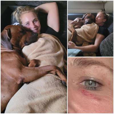 Rhodesian Ridgeback-Beitrag-Bild