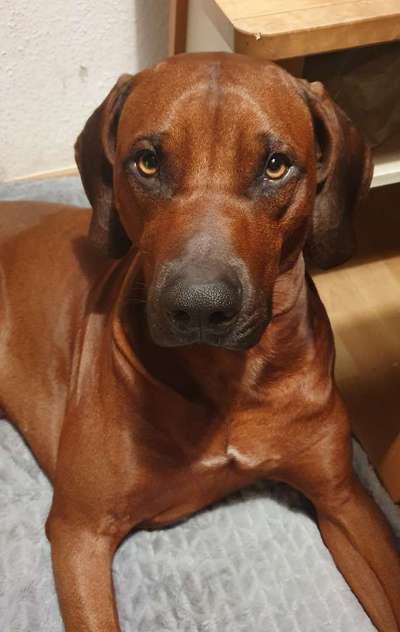 Rhodesian Ridgeback-Beitrag-Bild