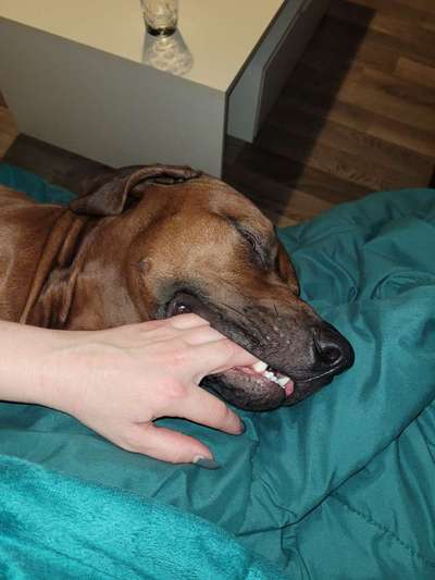 Rhodesian Ridgeback-Beitrag-Bild