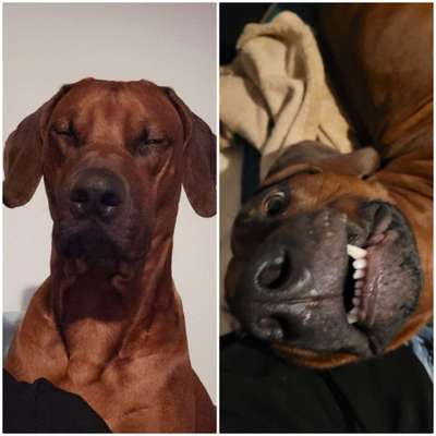Rhodesian Ridgeback-Beitrag-Bild