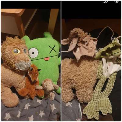 Rhodesian Ridgeback-Beitrag-Bild