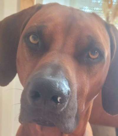 Rhodesian Ridgeback-Beitrag-Bild
