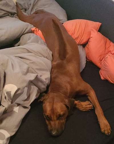 Rhodesian Ridgeback-Beitrag-Bild