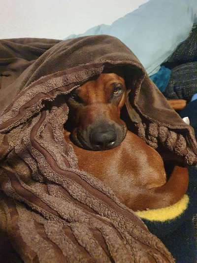 Rhodesian Ridgeback-Beitrag-Bild