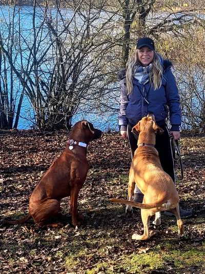 Rhodesian Ridgeback-Beitrag-Bild