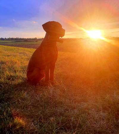 Rhodesian Ridgeback-Beitrag-Bild