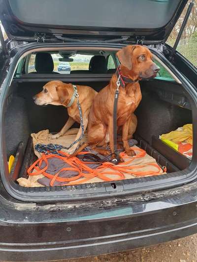 Rhodesian Ridgeback-Beitrag-Bild