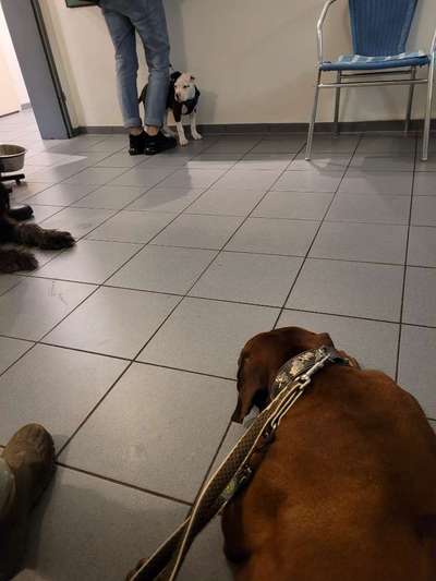 Rhodesian Ridgeback-Beitrag-Bild