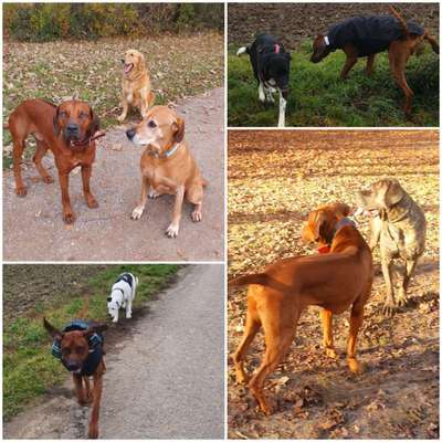 Rhodesian Ridgeback-Beitrag-Bild