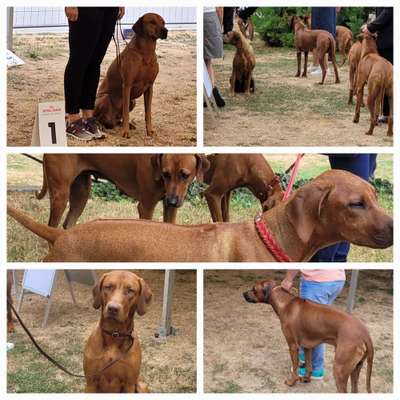 Rhodesian Ridgeback-Beitrag-Bild